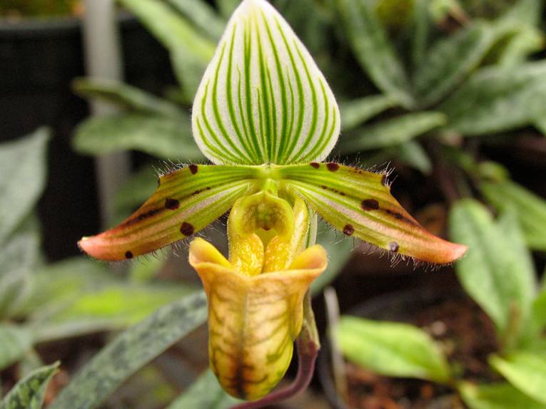 Orchidee Paphiopedilum venustrum